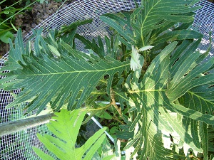 quercus dentata var.empreur (chene empreur)